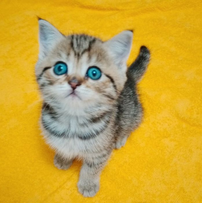 котики и кошечки  британские