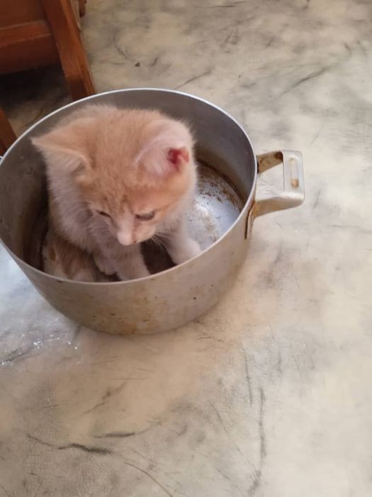 Отдам котят в хорошие руки
