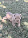 American bully pocket