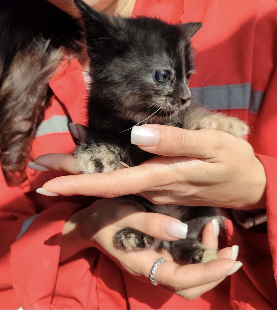 Ищем дом для котенка
