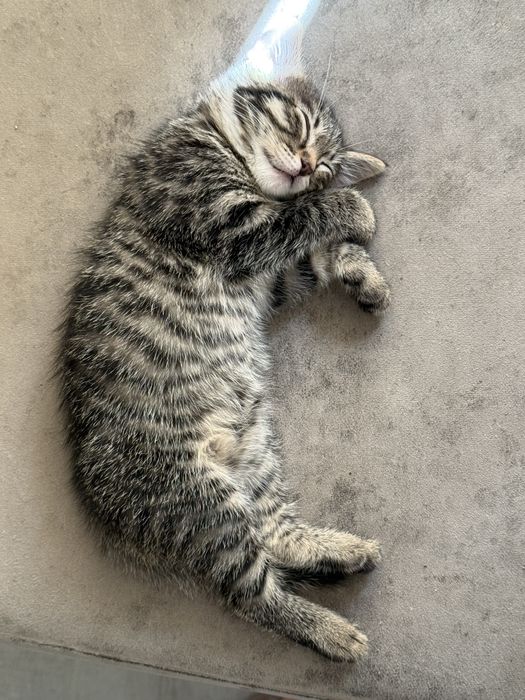 Отдадим котенка в добрые руки