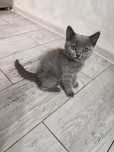 British Shorthair femela