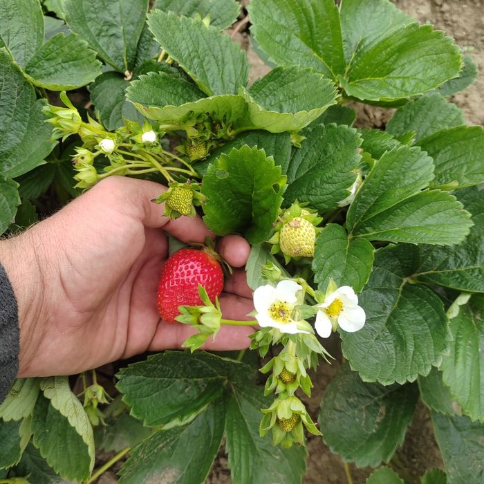 Vand stoloni de capsuni