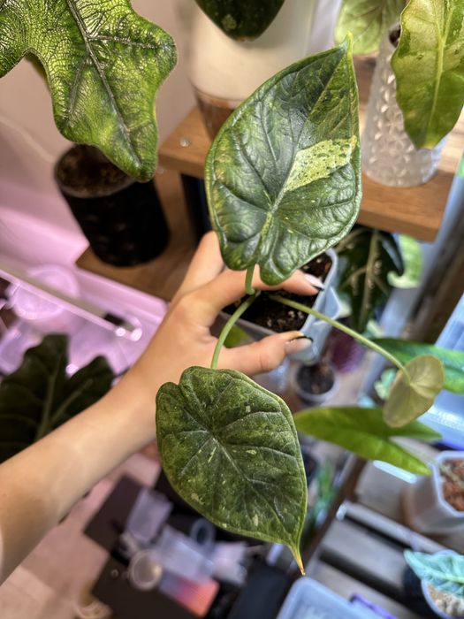 Алоказия Шкура дракона минт вар