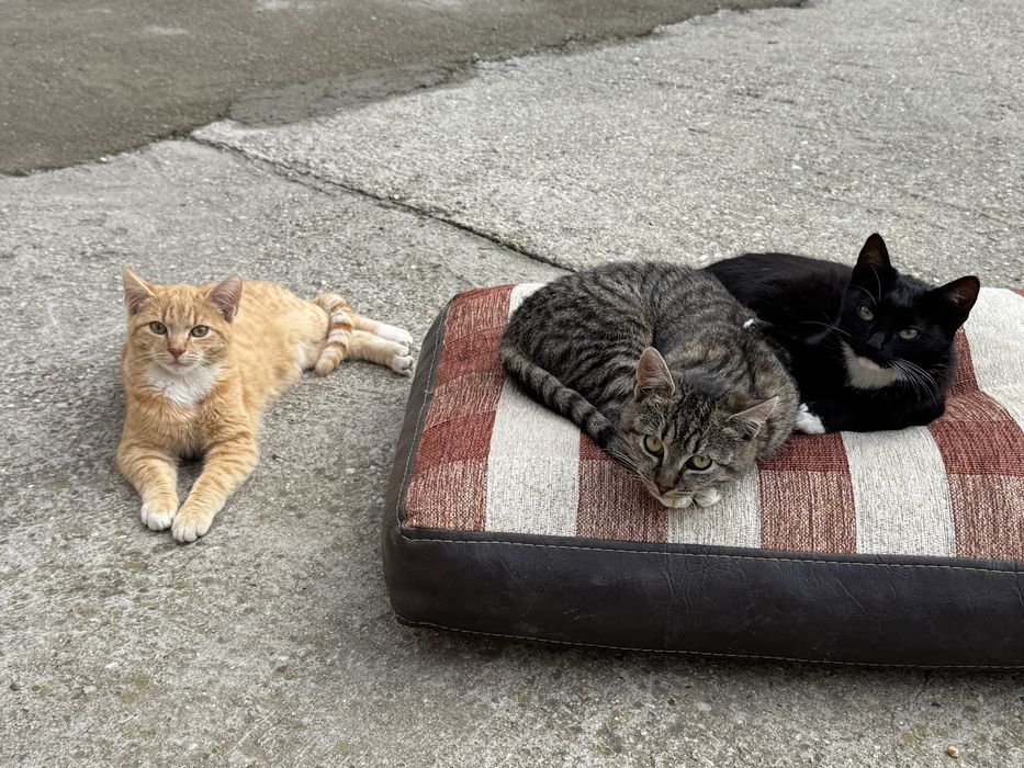 Donez 2 motani si o pisica