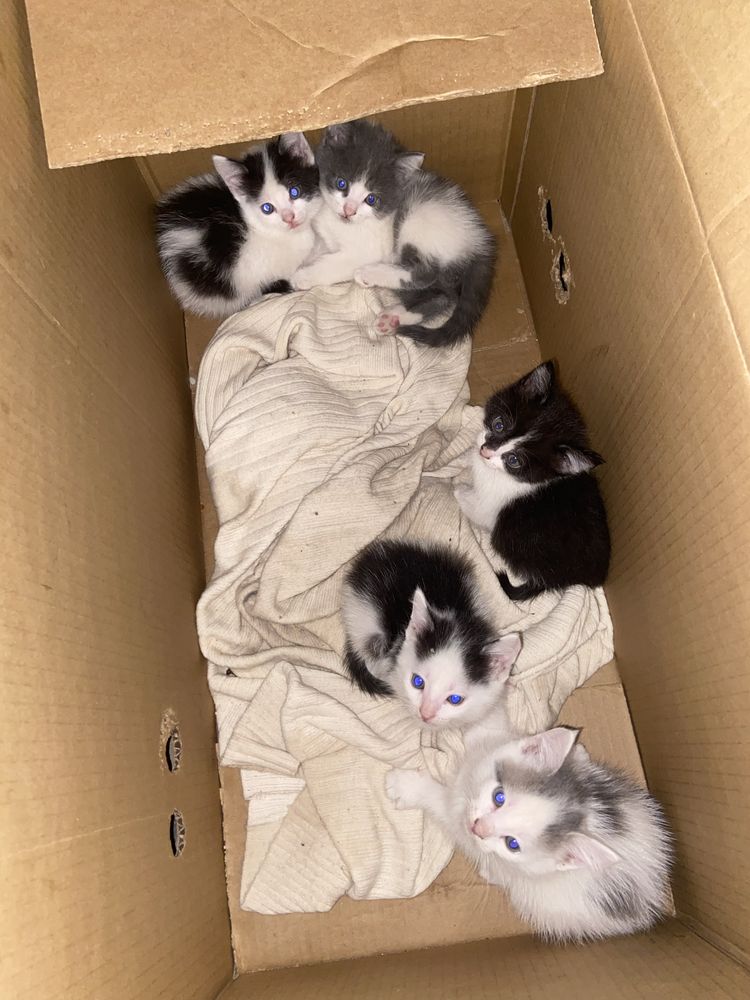 Котята в добрые  руки