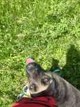 Pet sitting, dresaj de baza