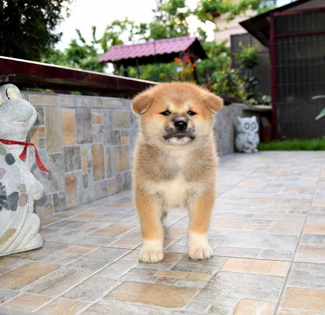 Catelus Akita inu, părinți multipli campioni!