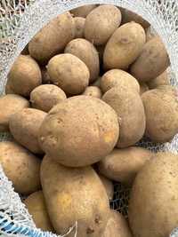 Cartofi - avem o cantitate mare de legume: ceapa, fasole, mere
