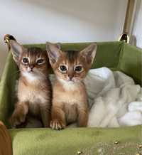 Абиссинские котята
