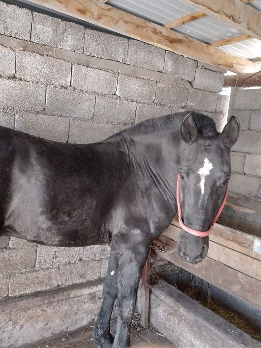 Айғыр 2.5 жасар  сатылады