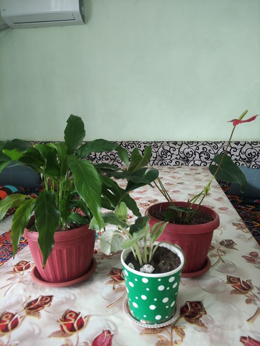 Ухоженные комнатные растения