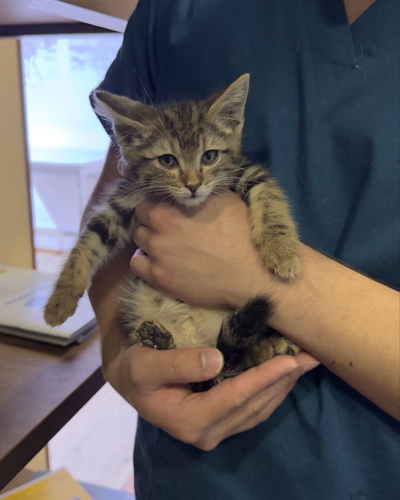 Котенок в ответственные руки