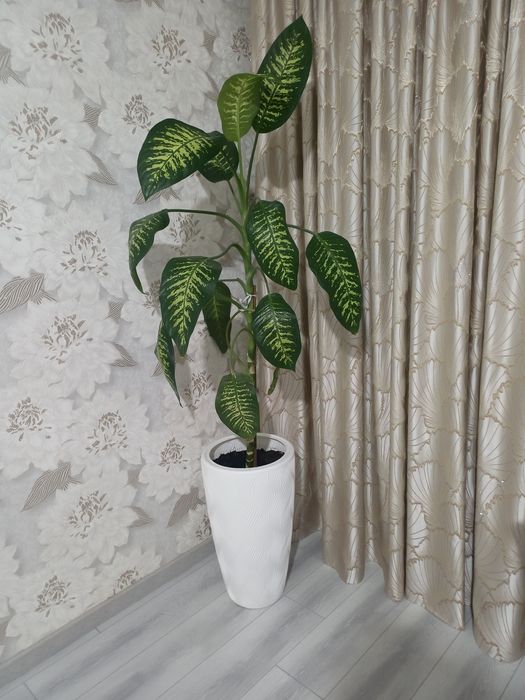 Крупная диффенбахия в стильном кашпо - 10 000 тг