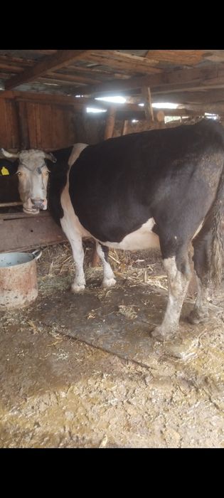 Vânt 2 vaci gestante