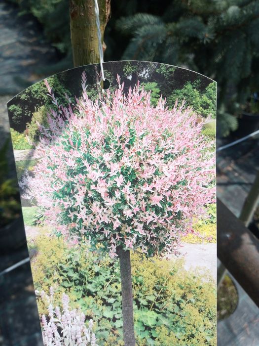 Salcie japoneză,Salix