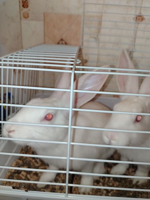 Продаются кролики