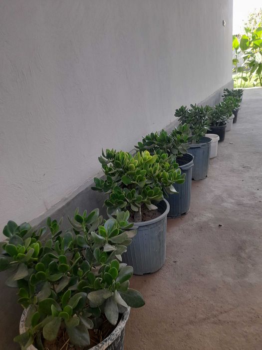 Dollar gullar arzonga