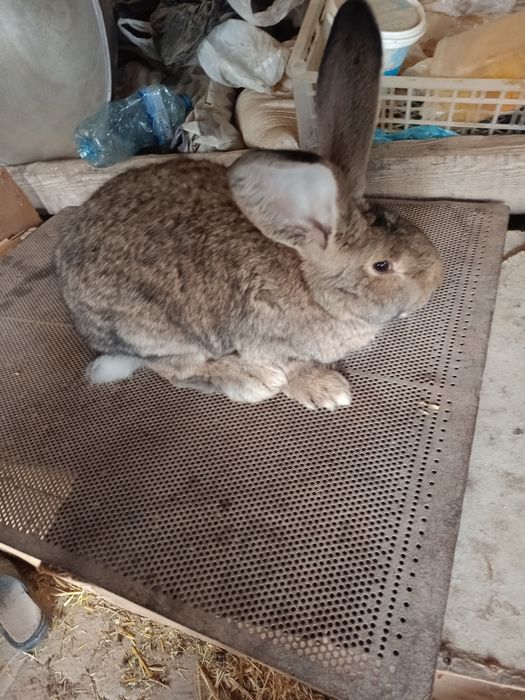 Salom flandir quyonlar sotiladi