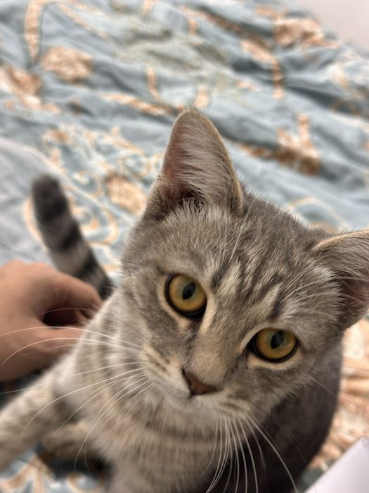 Отдам когку в хорошие руки