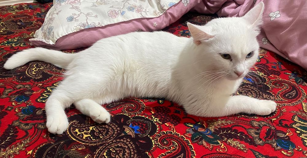 Erkak mushuk kerak vyazka uchun