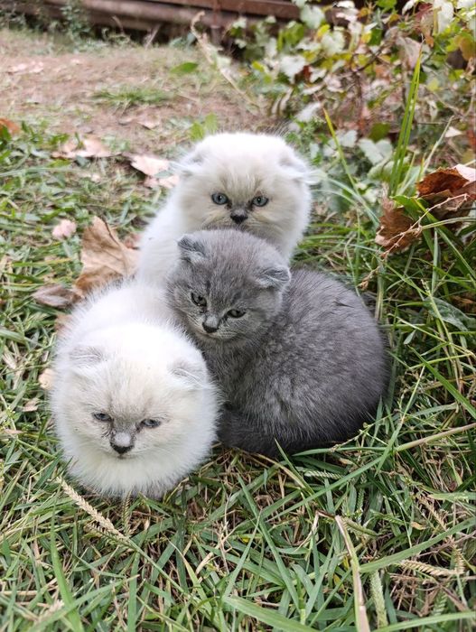 Skotish fold blu point