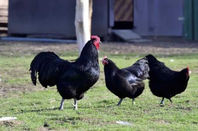 oua pentru incubat rasa australorp oua australorp oua  clocitoare gain