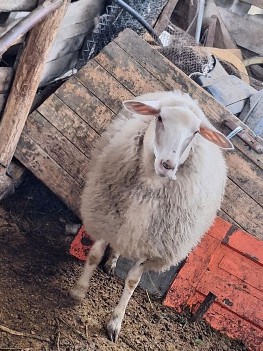 Продавам две шилета за дъмазлък