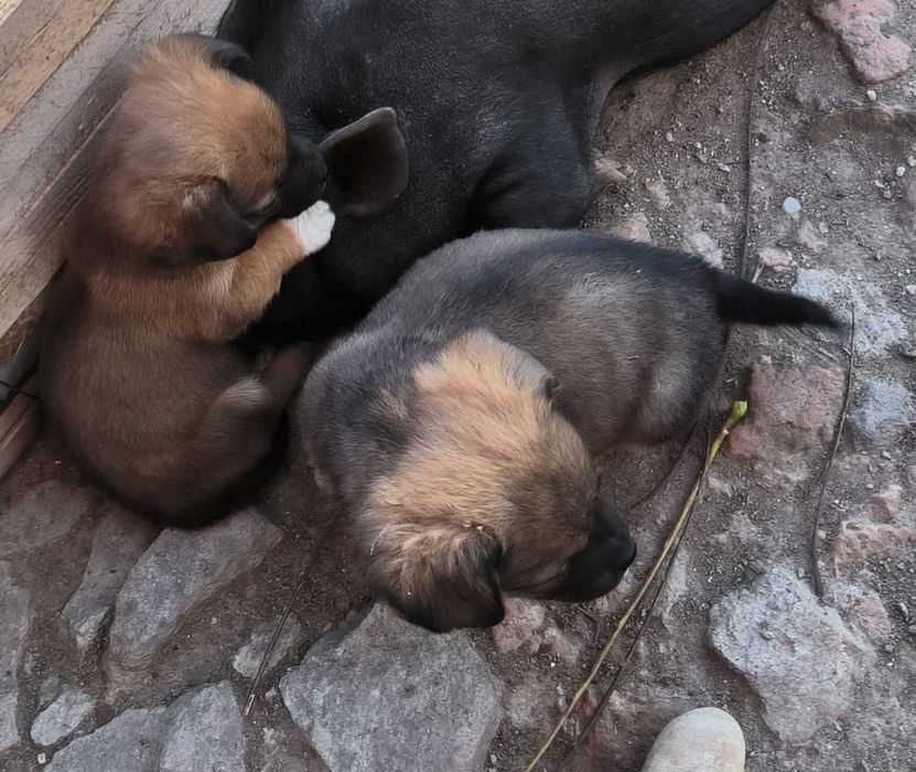 Căței în adopție