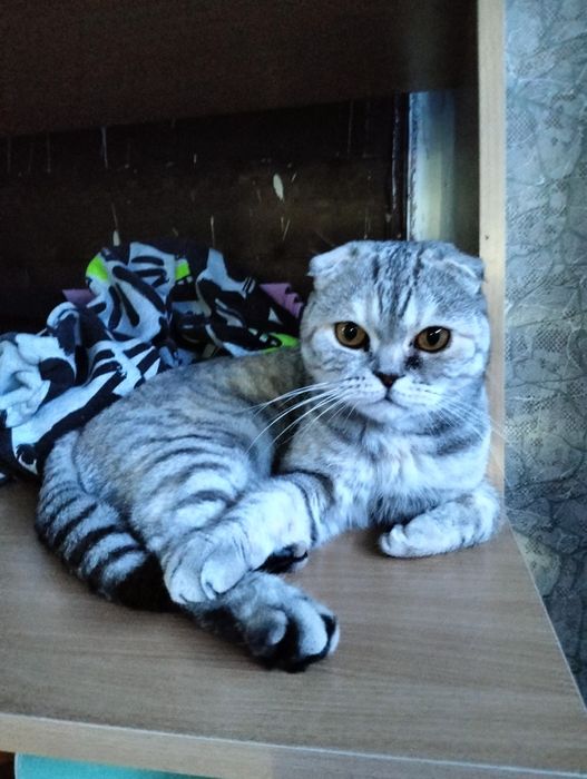 Отдам кошку шотландскую