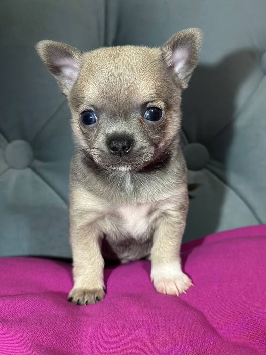 К  продаже готовятся прекрасные чистокровные МИНИ  ЧИХУАХУА