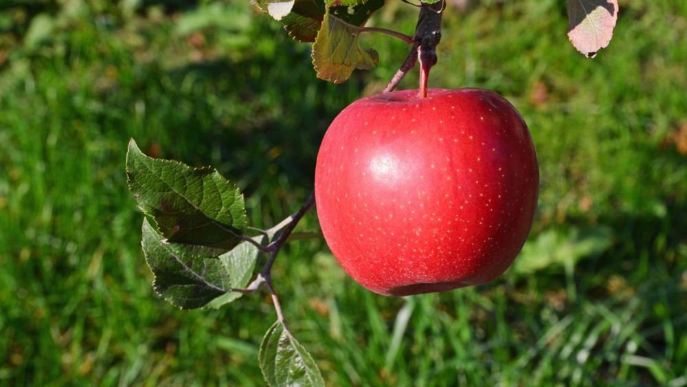 Măr (Aroma de Zmeura )