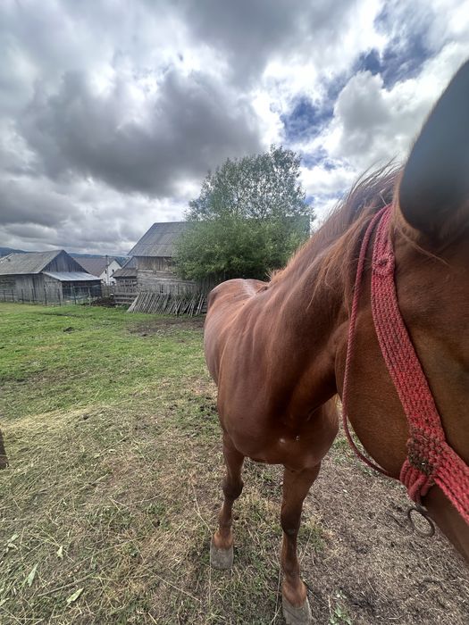 Vand mânză de 2 ani jumate