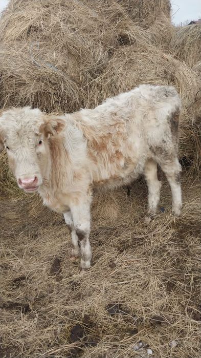 Продам телятттттт