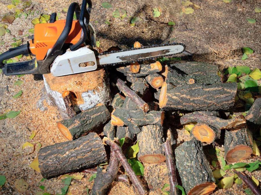 Пилим деревья спил распил спилить деревья