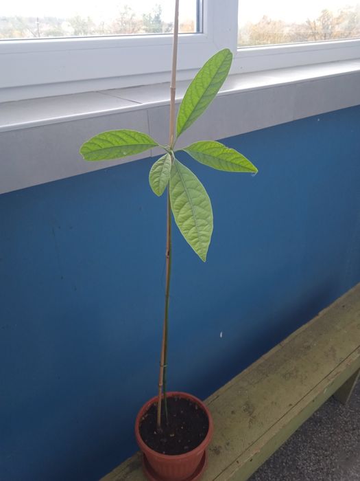 Продавам авокадо