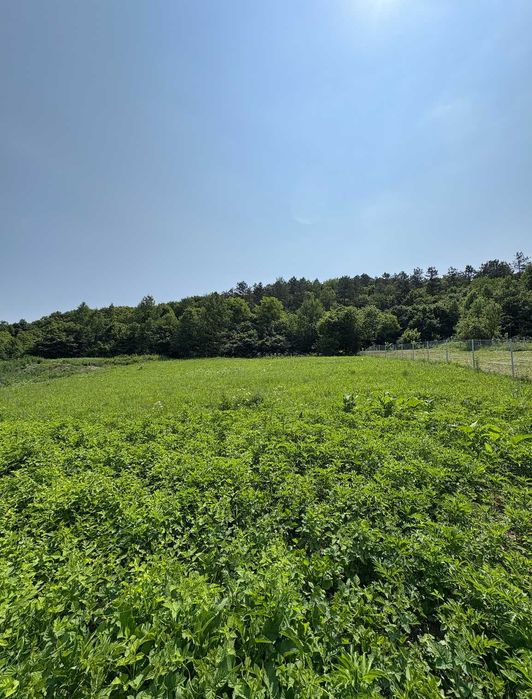 1000 mp (35 min de cluj) în Iclozel - la poalele padurii - INTRAVILAN