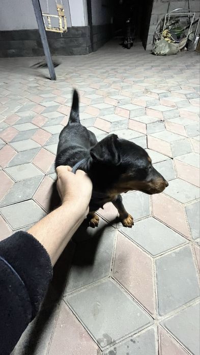 Продам щенок доберман