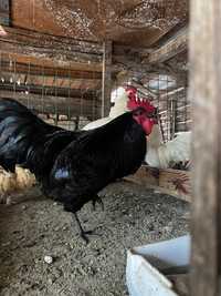 Vand cocos australorp negru