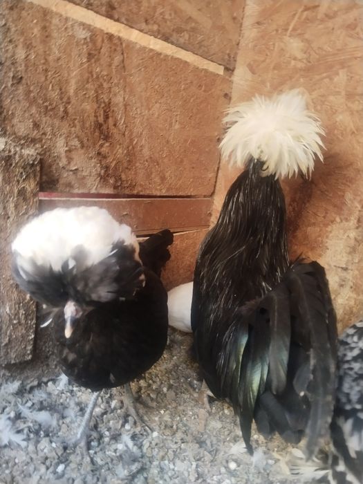 Пара голландиялық .