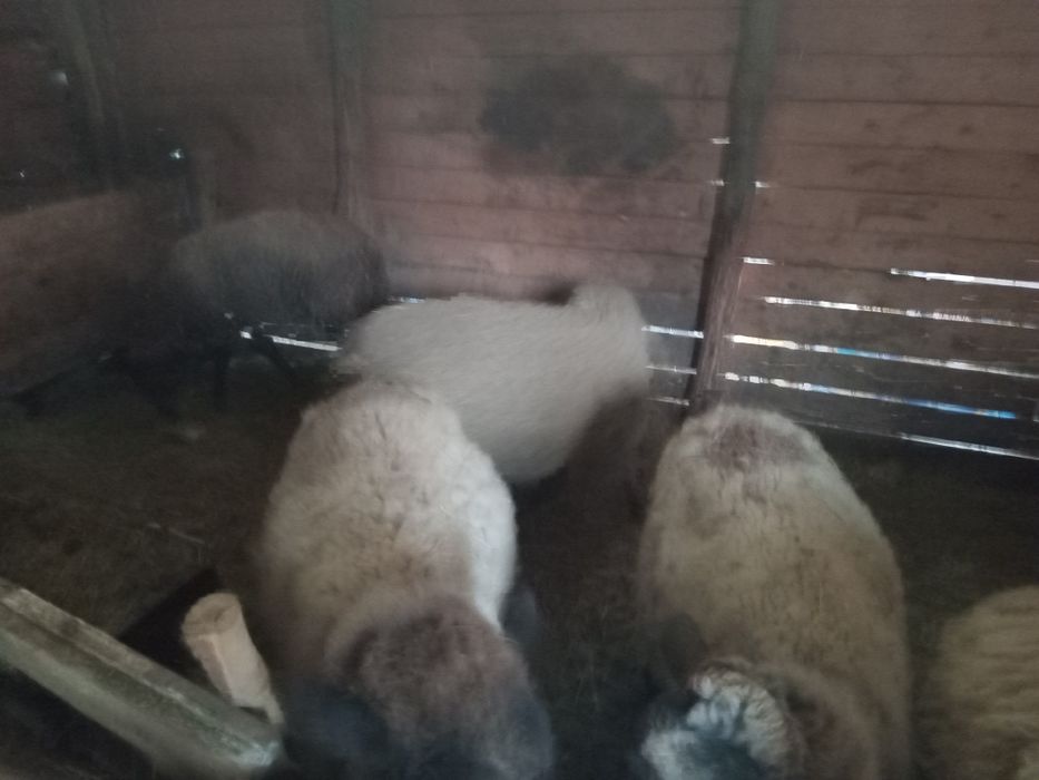 5 Milușe de vânzare