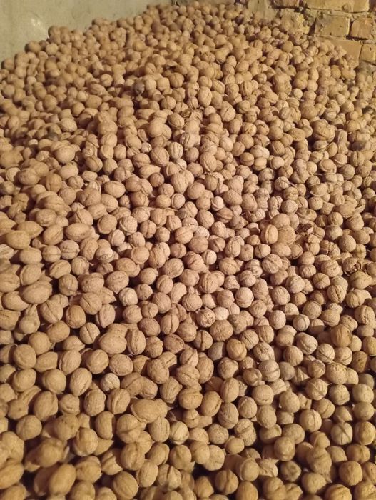 Грецкый орех жаңғақ