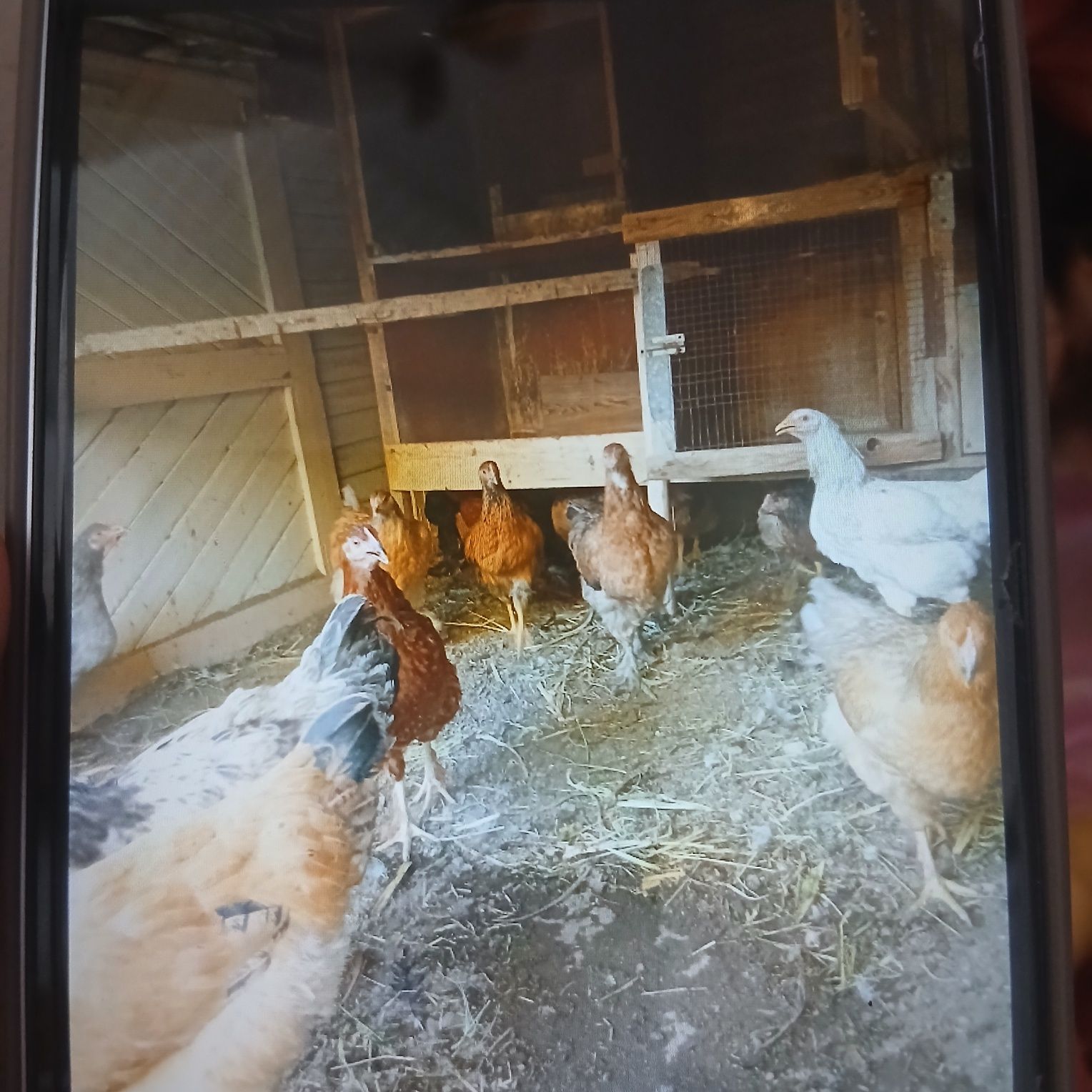 Tovuq va xorozlar tovuqlar endi tuxumga kiradi.