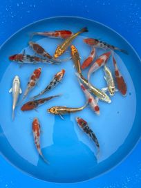 Езерни риби - Японски шаран КОИ