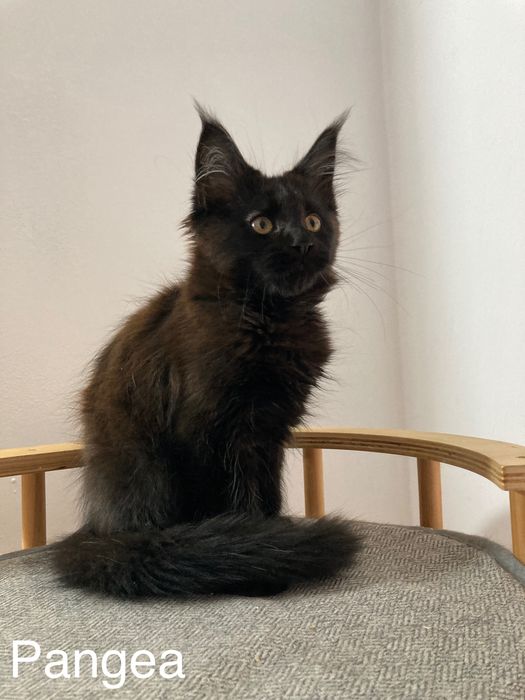 Мейн-куун котенца