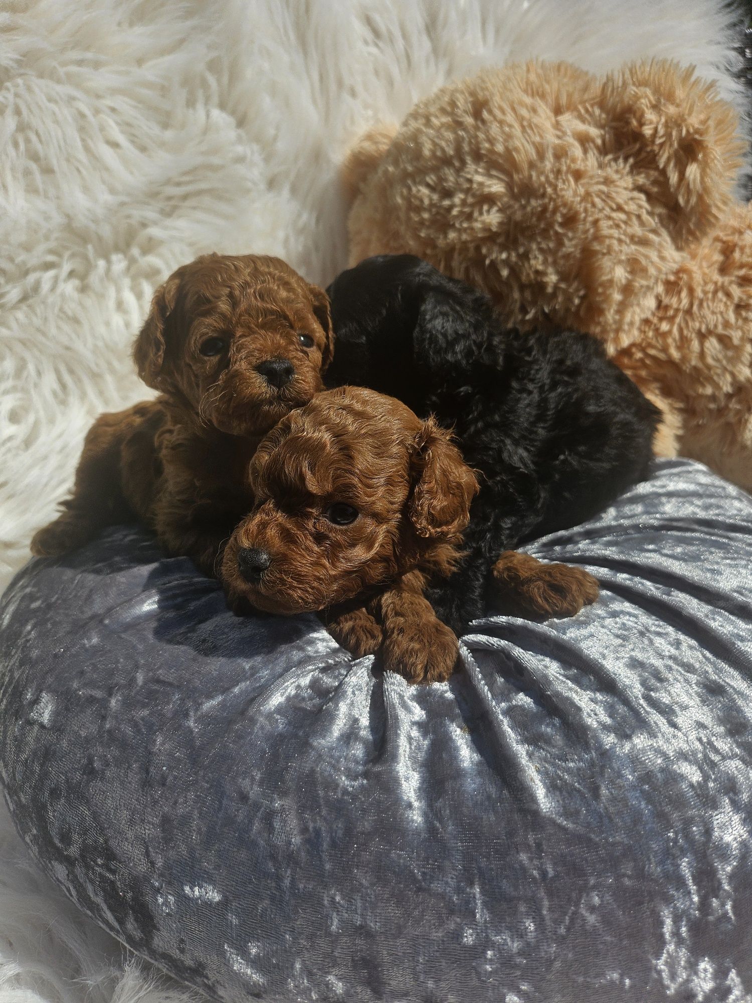 Пудел той/100%Toy poodle 100 % с родословие
