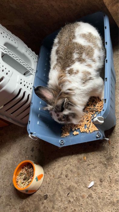 Vand Iepuras pitic tinut doar in apartament!