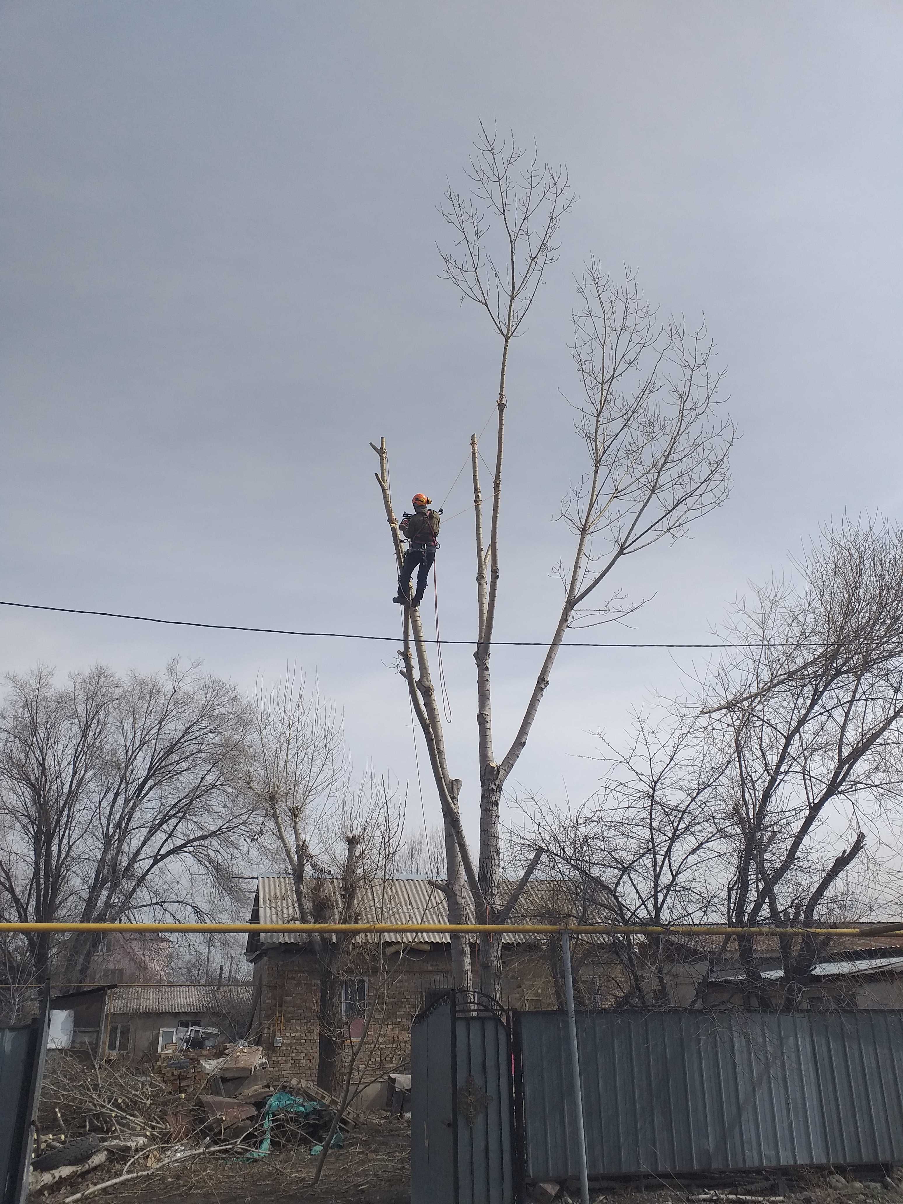 Спил, обрезка деревьев