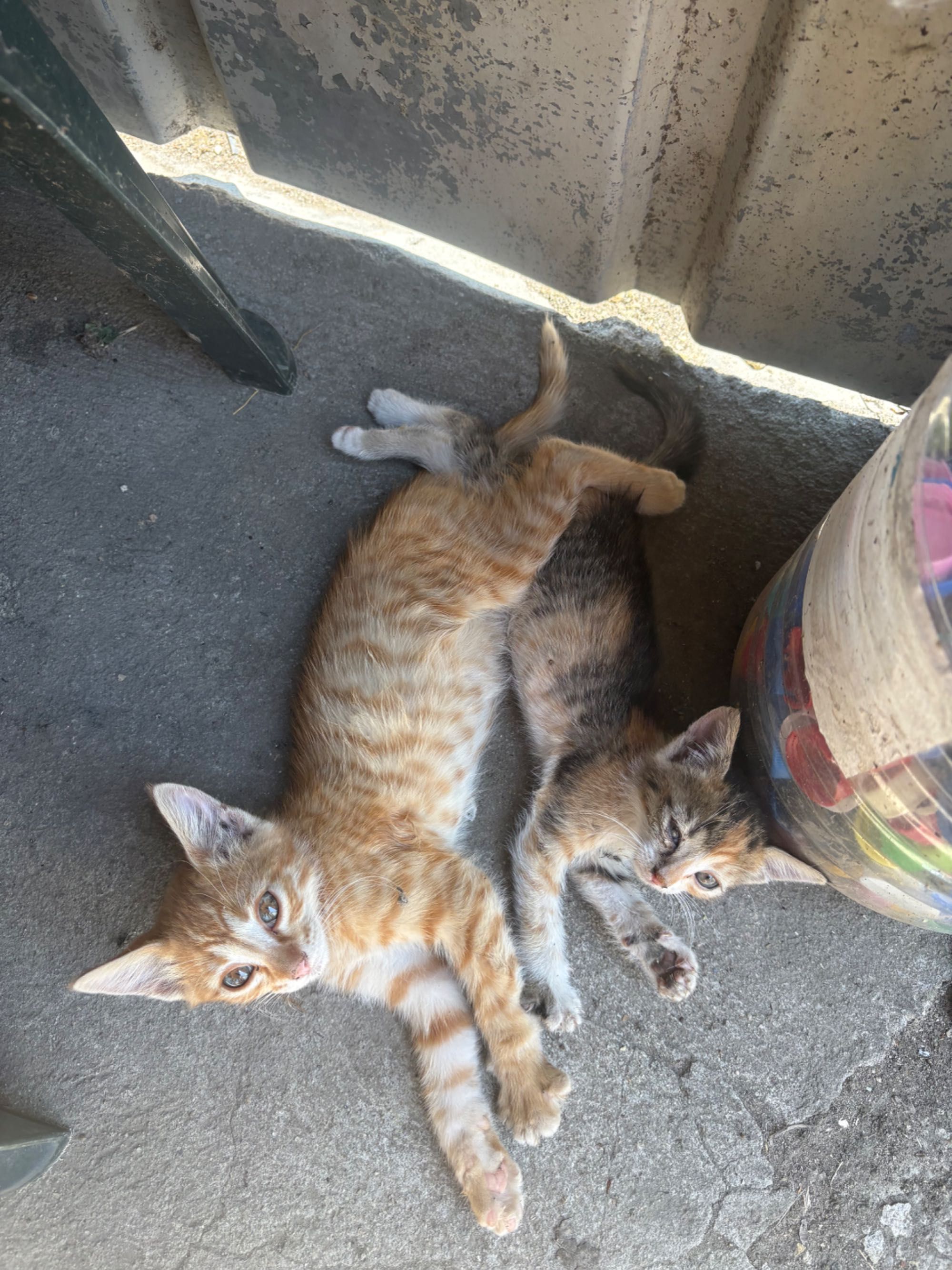 Две котета си търсят дом