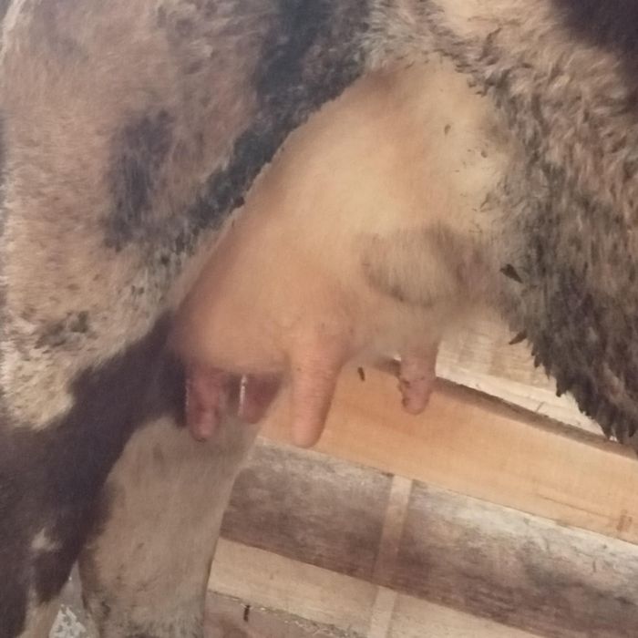 Vînd vacă de 4 ani cu vițel